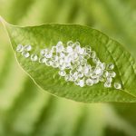 PLA plástico Ecológico